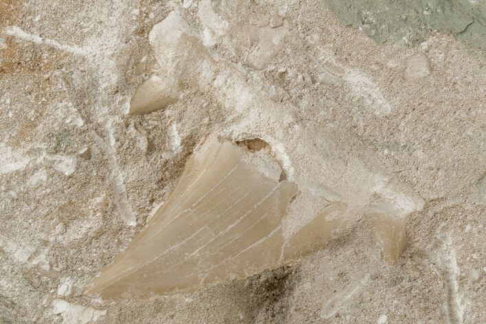 Otodus Shark Tooth Fossil in Rock - Eocene #215649